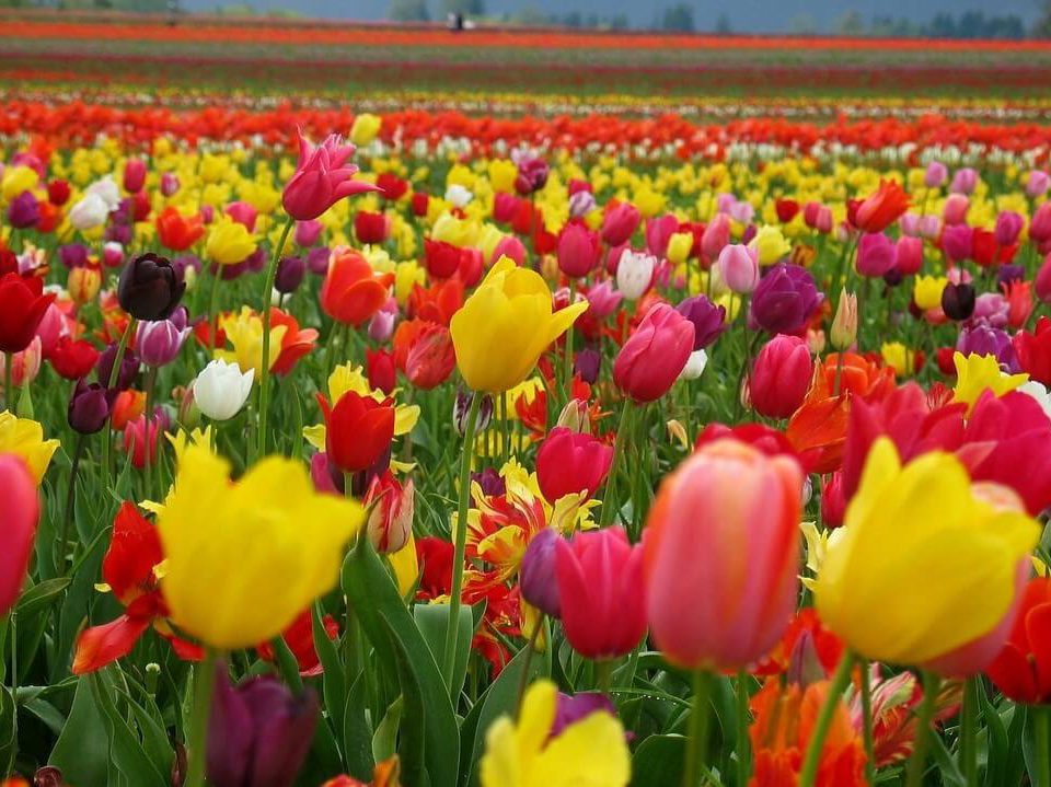 Colores