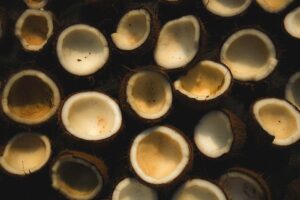 Photo Collagen-rich homemade broths